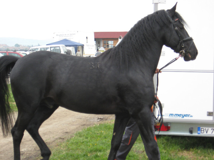 IMG_0816 - ECHITATIE 2011