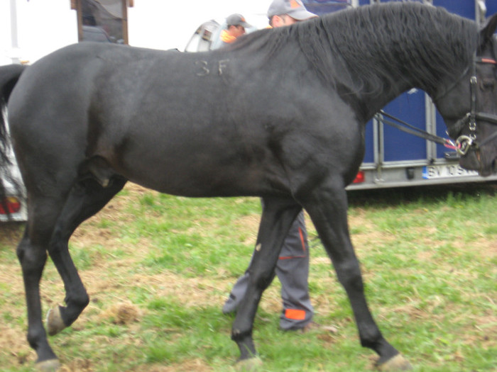 IMG_0818 - ECHITATIE 2011