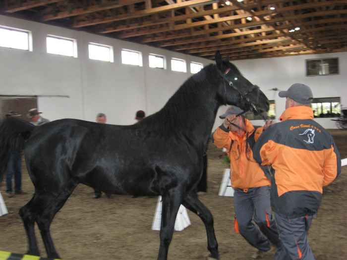 IMG_0820 - ECHITATIE 2011