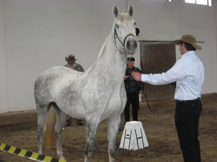 IMG_0832 - ECHITATIE 2011