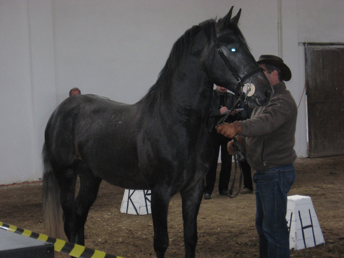 IMG_0848 - ECHITATIE 2011