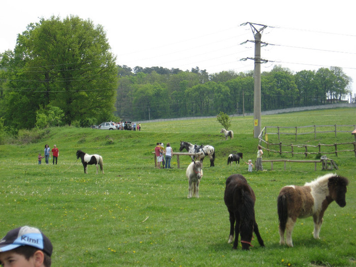 IMG_0887 - ECHITATIE 2011