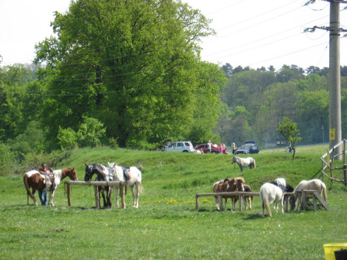 IMG_0912 - ECHITATIE 2011