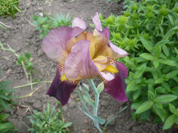 014 - irisi 2011