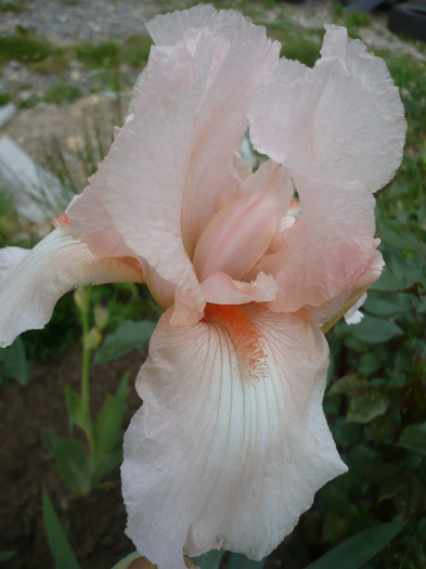 032 - irisi 2011