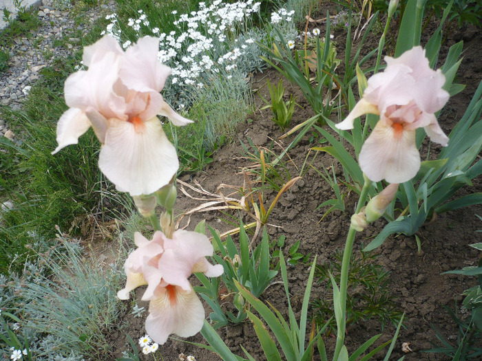 043 - irisi 2011