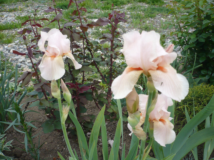 047 - irisi 2011
