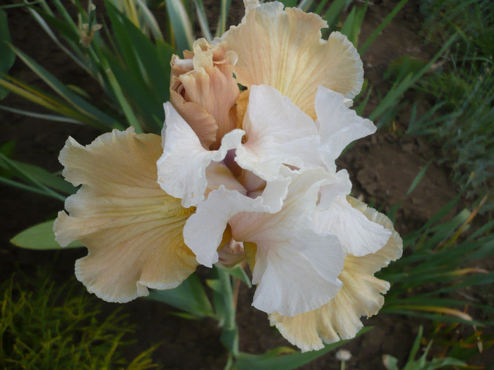 041 - irisi 2011
