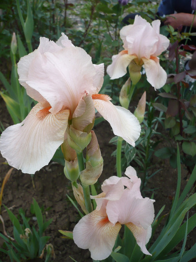 048 - irisi 2011