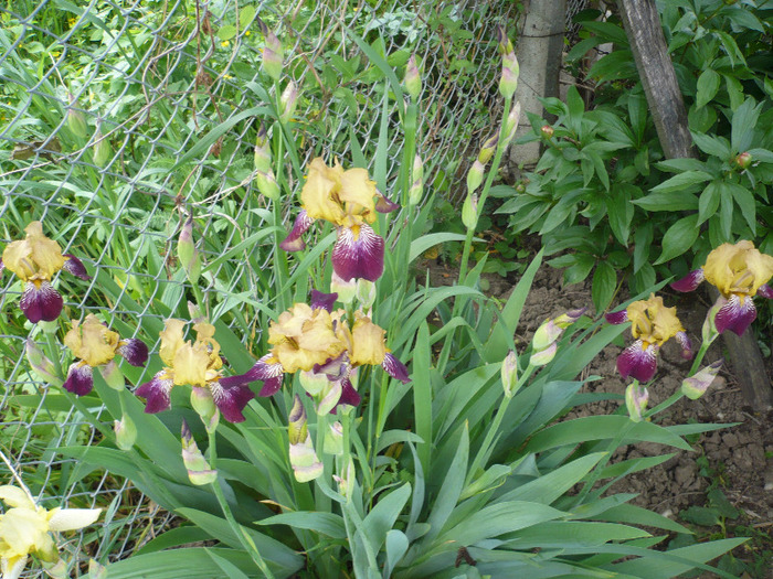003 - irisi 2011