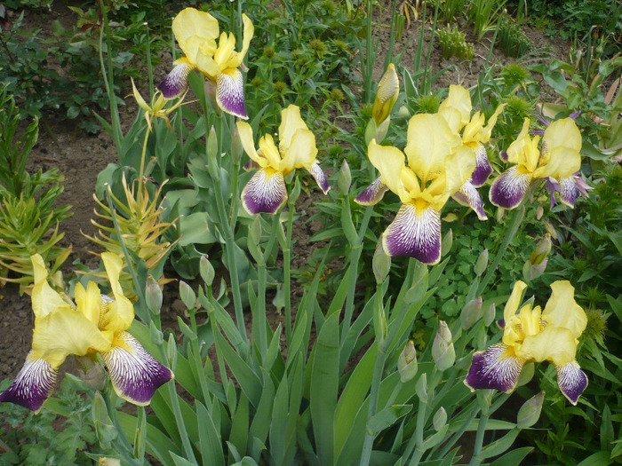 004 - irisi 2011