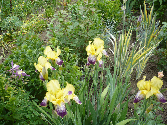 022 - irisi 2011