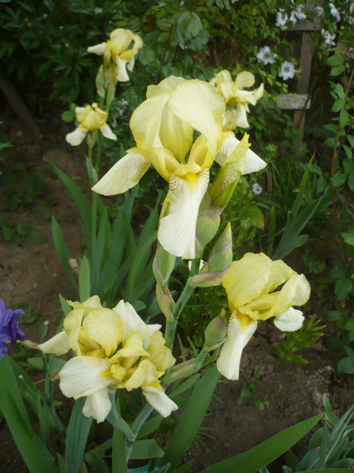 023 - irisi 2011