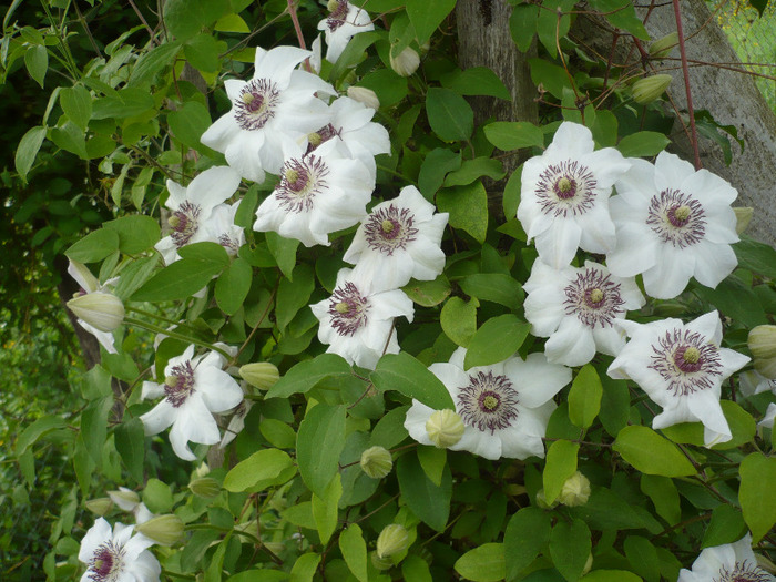 025 - clematis