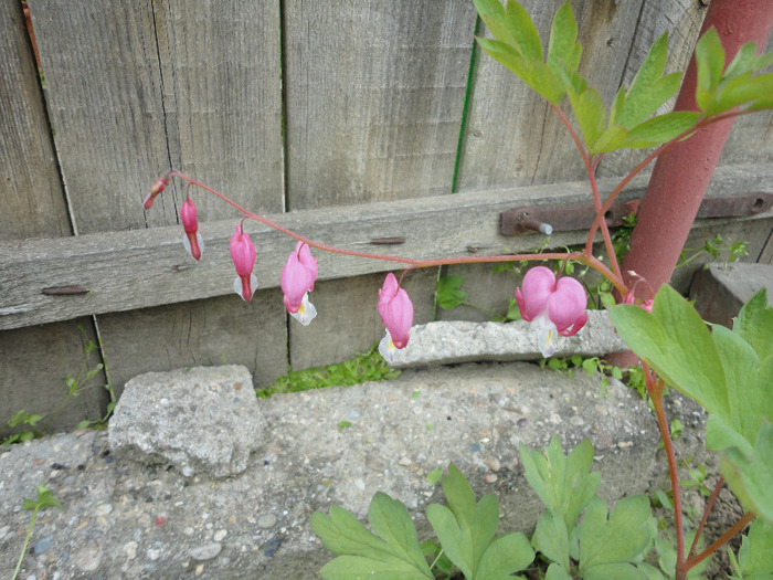 Dicentra spectabilis Atlasplant - Gradina 2011-2