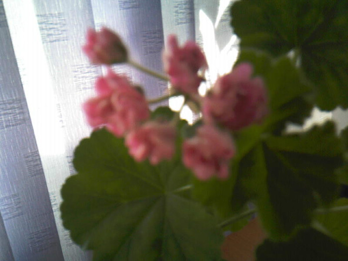 australian pink rosebud