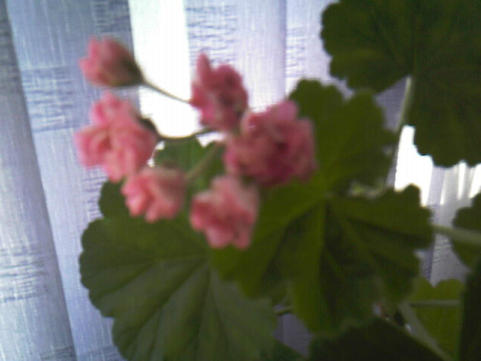 australian pink rosebud