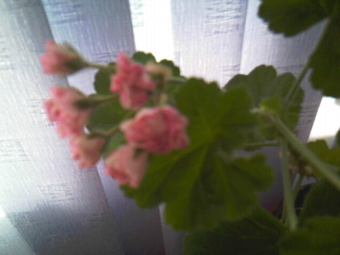 australian pink rosebud