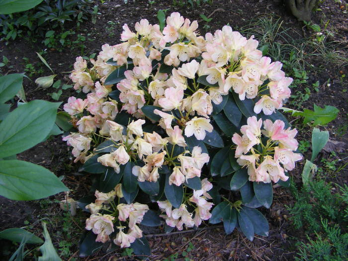 Rhododendron - Gradina 2011