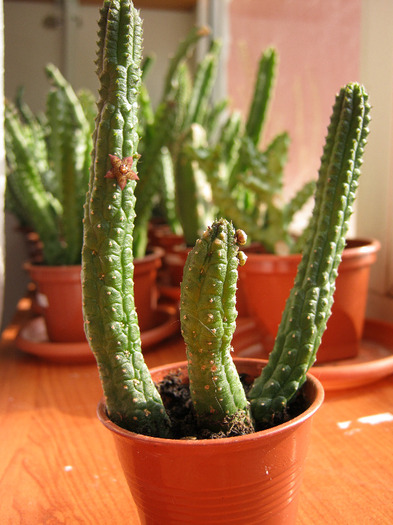 Echidnopsis Dammaniana (8) - Asclepiadaceae