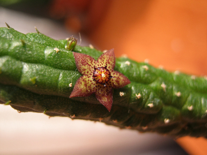 Echidnopsis Dammaniana (10) - Asclepiadaceae