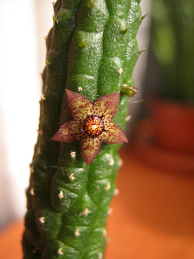 Echidnopsis Dammaniana (6)