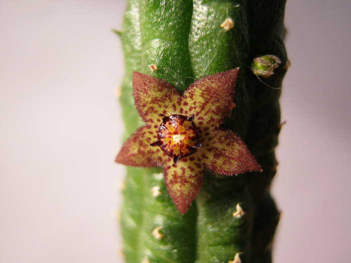Echidnopsis Dammaniana (15)