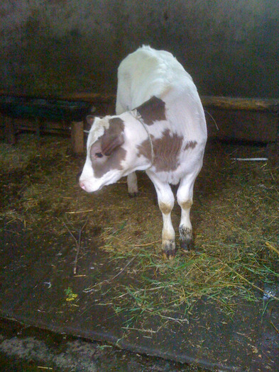 vitica bbb 2011 - vacile mele
