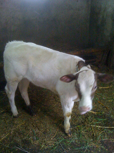 IMG_0948 - vacile mele