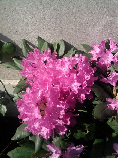Fotografie0442 - Rhododendroni