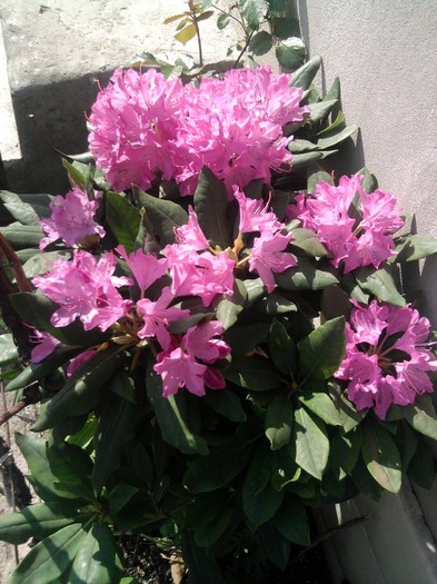 Fotografie0443 - Rhododendroni
