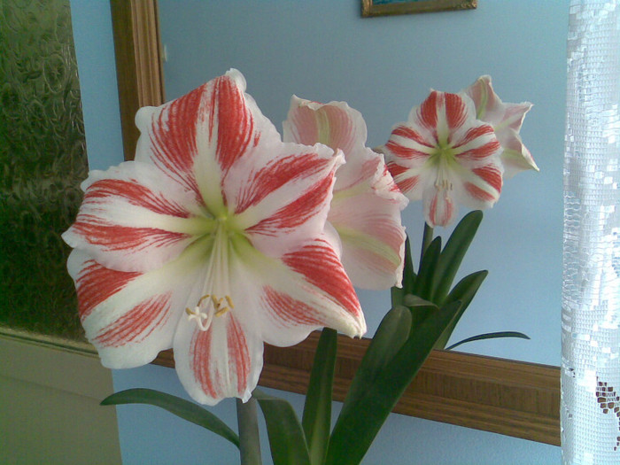 Amaryllis -mama