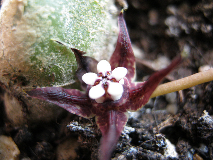 Duvalia Angustiloba (8) - Asclepiadaceae