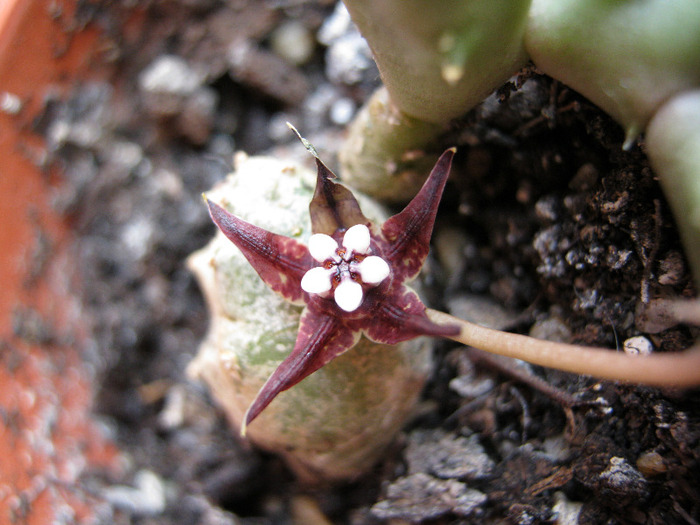 Duvalia Angustiloba (6)