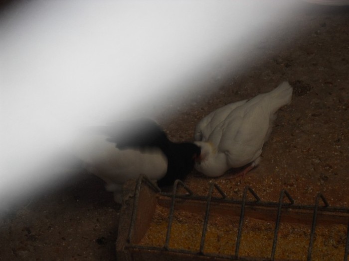 Ficior fain cotofana.....