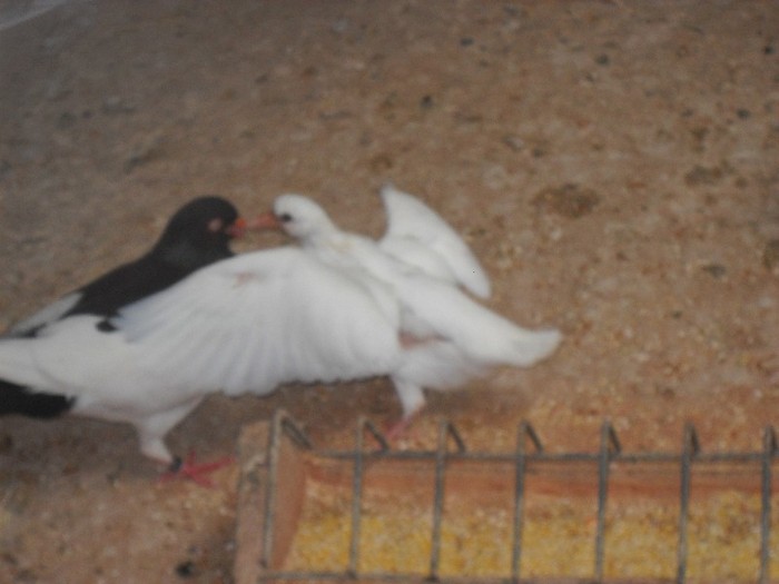 ....se invata cu hranitul pilor