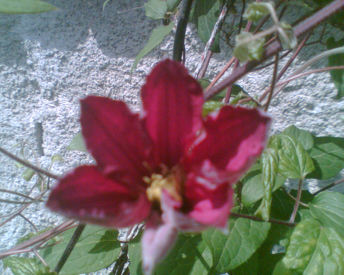 Picture 108 - Clematis