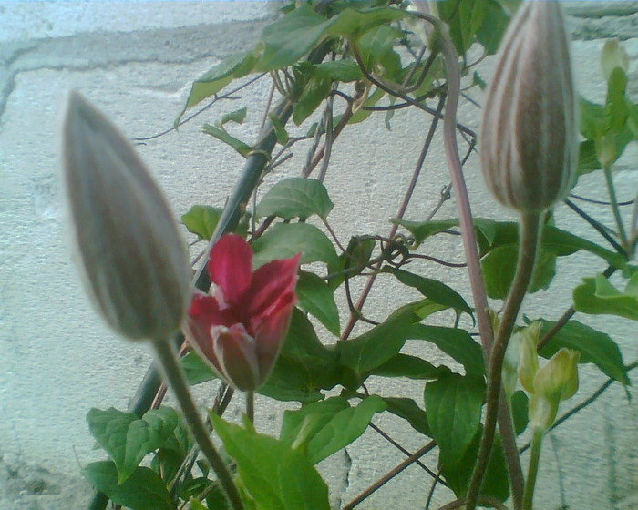 Picture 113 - Clematis