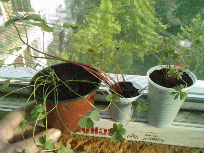 P140511_07.450001; oxalisi diferite soiuri
