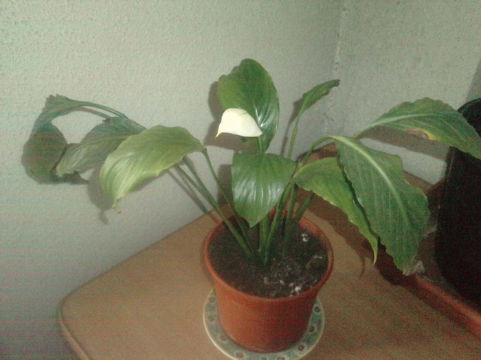 P160511_08.410001; spatifilum
