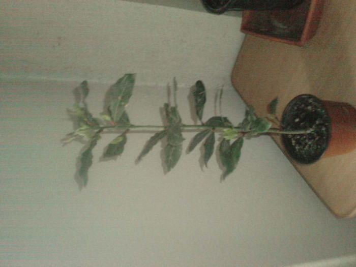 P160511_08.420001; dafin
