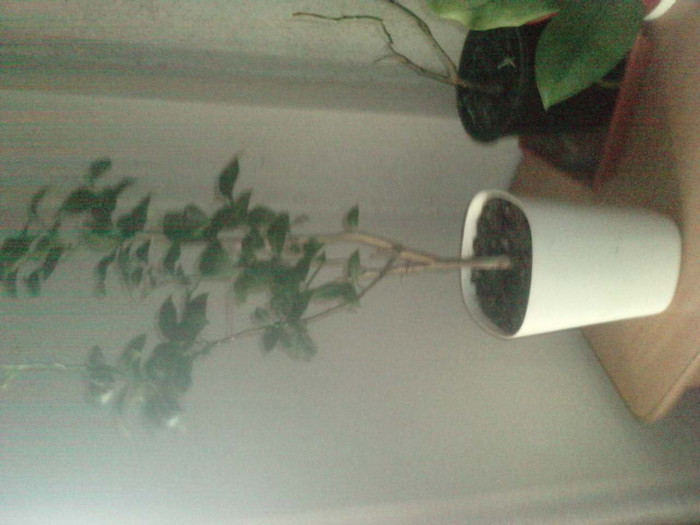 P160511_08.440001; lamai 2
