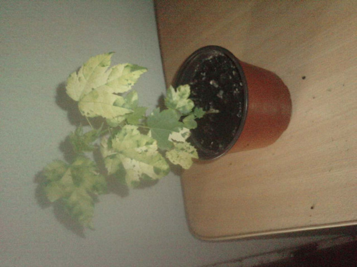 P160511_08.520002; abutilon
