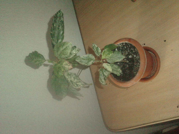 P160511_08.540001; hibiscus surinam
