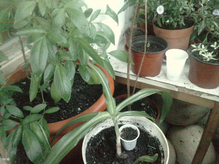 P160511_14.530001; pepino gold
