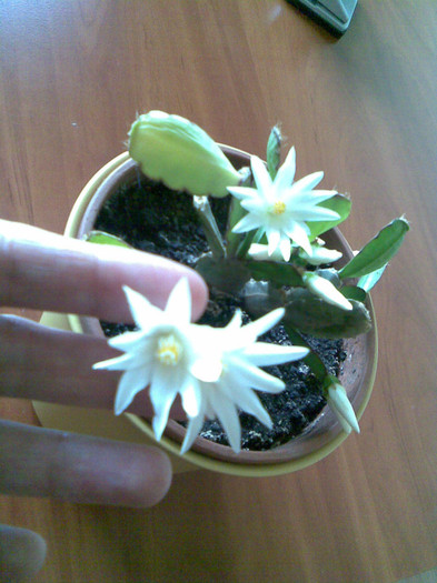 ripsalidopsis