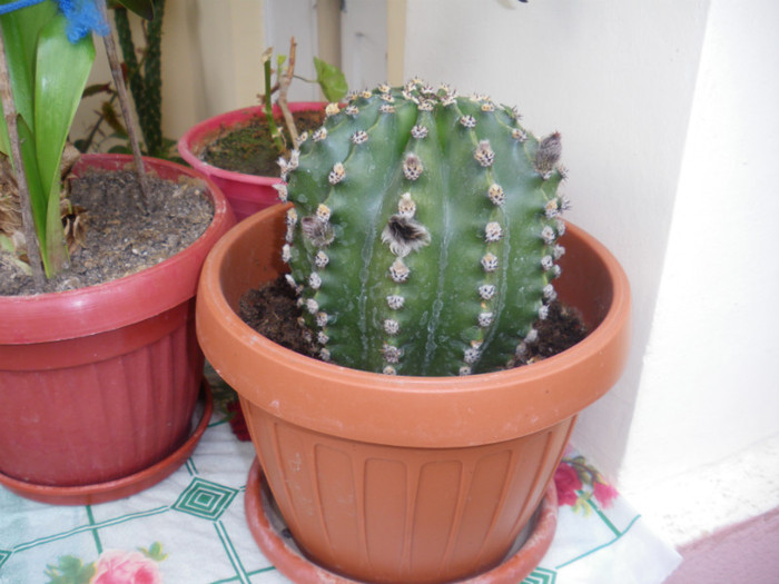 Cactus 30 lei; face flori mari albe (se vad la sectiunea cactusi)

