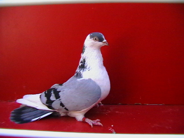 IMGA0136 - galateni femele