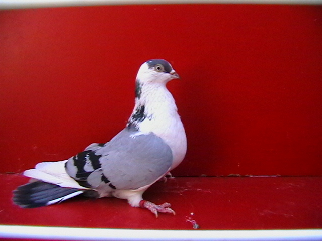 IMGA0139 - galateni femele