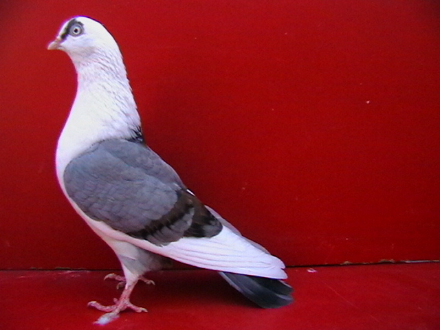 IMGA0179 - galateni femele